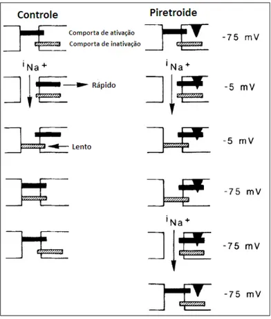 Figura 1 - Sequência esquemática simplificada dos eventos de  abertura  e  fechamento  de  um  canal  de  sódio   voltagem-dependente de acordo com  o  modelo de Hodgkin e Huxley,  em  uma  situação  controle  (esquerda)  e  na  presença  de  um  piretroid