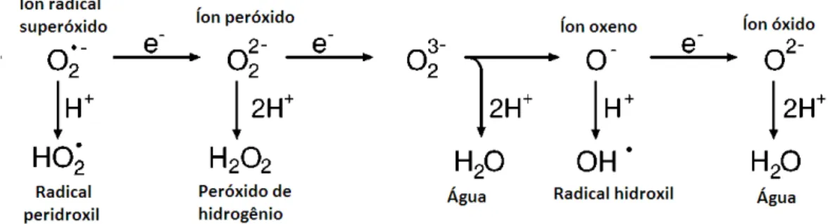 Figura 3 - Geração de diferentes espécies reativas de oxigênio (ERO) por transferência  de elétrons ou redução univalente sequencial
