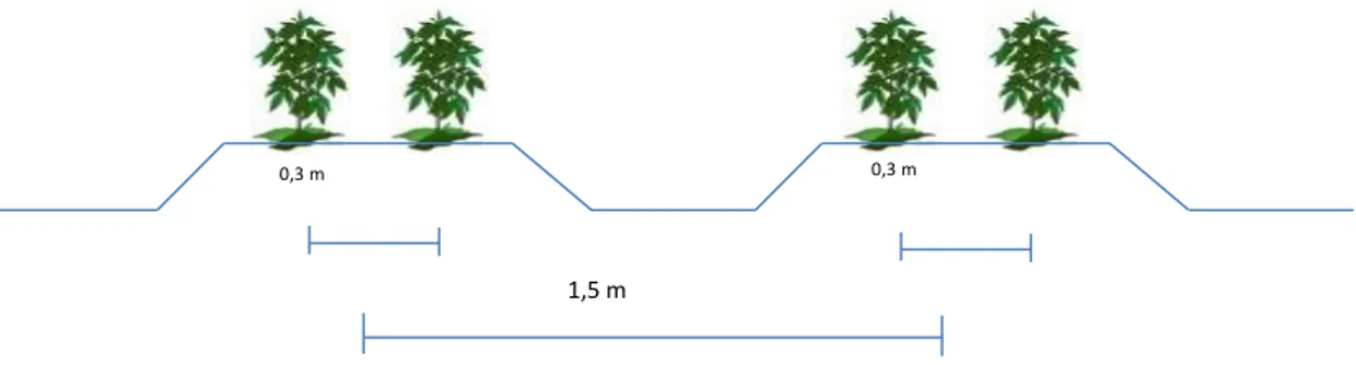Figura 11 – Esquema de plantação (vista de planta). 