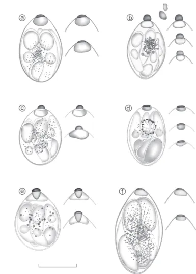 Table 4. Morphometry of Isospora tiesangui oocysts recovered from three different host species of the Marambaia Island, Brazil