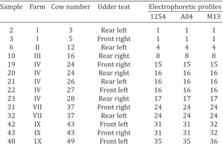 Table 2. Escherichia coli samples identified and its  electrophoretic profile from anatomical sites of stable flies 