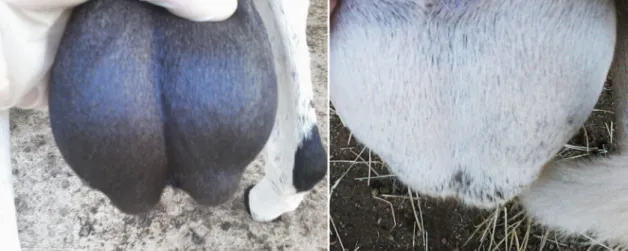 Table 1. Scrotum testicle biometric values (mean±standard deviation) of groups of crossbred sheep  studied