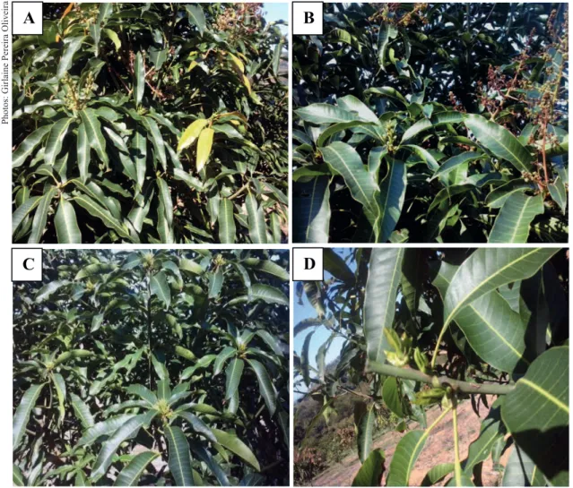 Figure 2. Flowering of ‘Ubá’ mango trees: flowering uneven uniformity in plants that were not pruned (A and B) and uniformity in  the emission of floral buds on pruned plants without (C) and with branch tip pruning (D).
