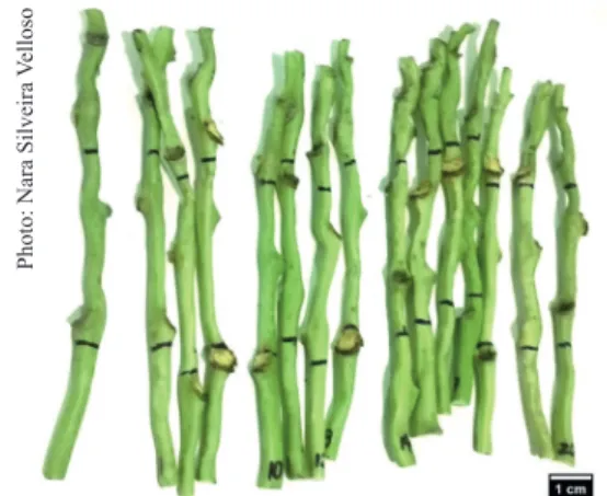Figure 2. Samples of rachillas with one fruit cut directly from  macaw palm bunches and used in vibration tests.