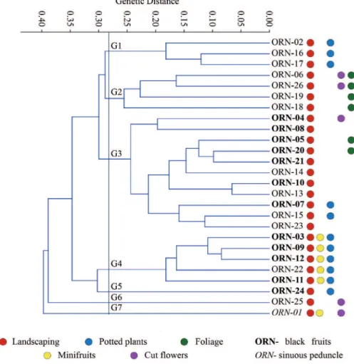 Figure 1. Dendrogram of the genetic dissimilarities among 26 pineapple hybrids from different parents, achieved by the UPGMA  method based on the Gower algorithm, from 23 qualitative and quantitative descriptors.