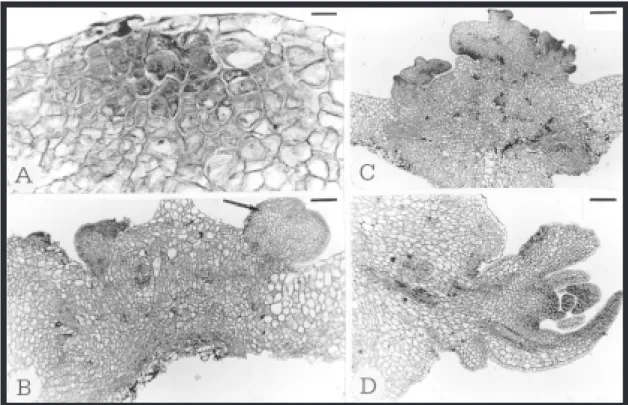 FIG. 1. Transections of a leaf explant of Passiflora edulis f. flavicarpa placed on MS medium supplemented with 1.0 mg L -1  BAP under 23 µmol m -2  second -1  light radiation, after 14 (A), 21 (B) and 28 (C, D) days of culture