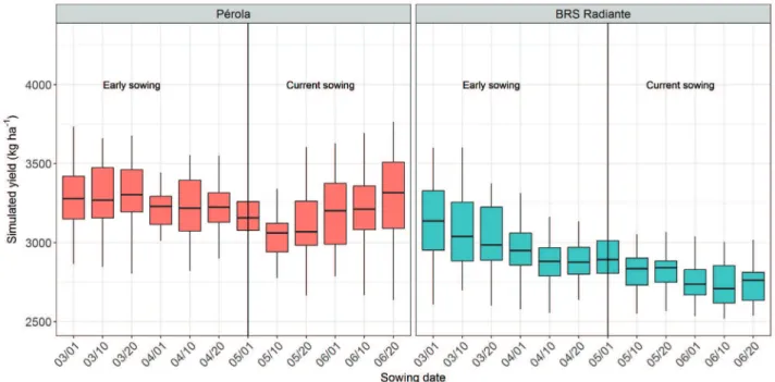 Figure 1. Simulated yield of the Pérola and BRS Radiante common bean cultivars for the sowing dates tested