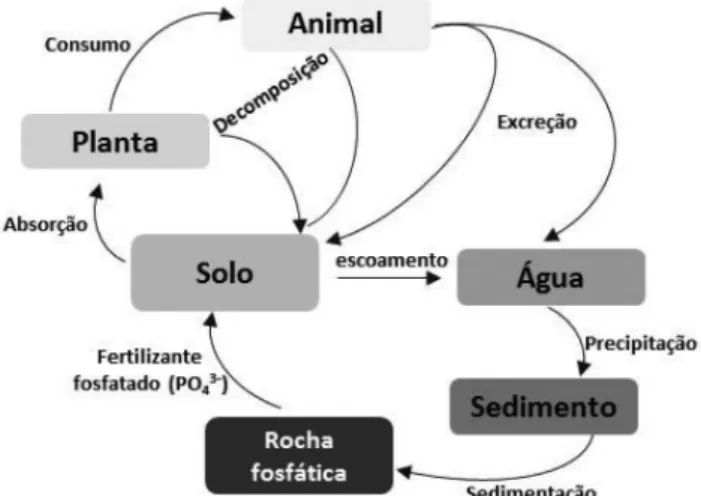 Figura 1. Ciclo biogeoquímico do fósforo