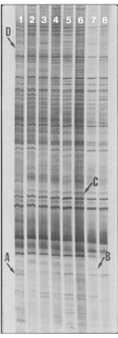FIG . 1. Differential  display  (DDRT-PCR)  of  four cotton  genotypes  after  periods  of  water deficit