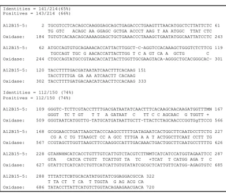 FIG .  2. BLAST  search  result  comparing  nucleotide  sequence  of  clone A12B15-5 with rbohA  Oryza sativa mRNA for NAD(P)H oxidase.