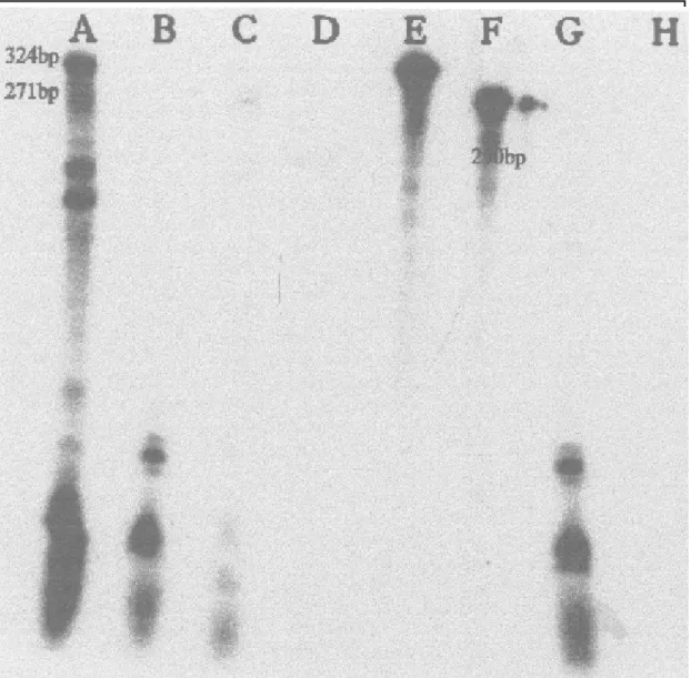 FIG . 4. Ribonuclease protection assay of clones A12B15-5 and A12B15-6. Lane: A - A12B15-5, Siokra L-23, stressed  (324  bp);  B - A12B15-5,  Siokra L-23,  non-stressed;  C - A12B15-6,  T-1521,   water-stressed  (271  bp);  D - A12B15-6,  T-1521,  non-wate