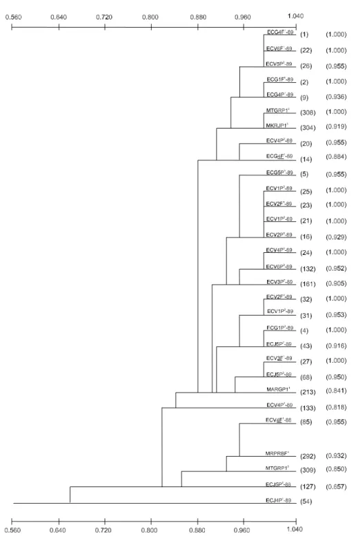 Figure 3. Dendogram of 30 isolates (race IB-9) of Pyricularia grisea, constructed using UPGMA, based on Dice´s similarity coefficients.