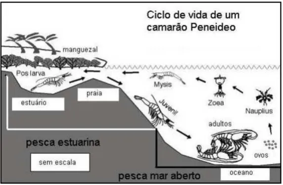 Figura 1 - Ciclo de vida dos camarões pertencentes à família Penaeidae 