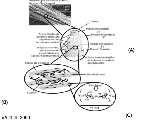 Figura  2: Estrutura  da  fibra  lignocelulósica,  o  MEV  é  de  uma  fibra  de  eucalipto