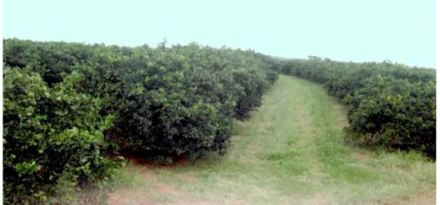 Figura 2. Talhão de citros na Propriedade Agrícola Terra Roxa, São Carlos-SP,  localizado entre as coordenadas: 21° 47` 144`` S e 47° 55`426``W e altitude de 710 m