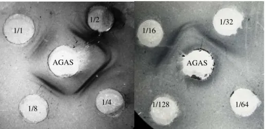 Figura 10 Reações serológicas de dupla difusão em ágar mostrando o número de linhas  de precipitação observadas nos testes de titulação do antissoro ASAs