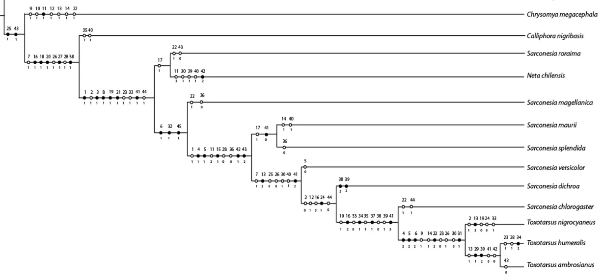 Figura 5. Cladograma gerado a partir de análise heurística com pesagem implícita para as espécies de Toxotarsinae (k= 1 a 6) e L=106; IC=58; IR=72