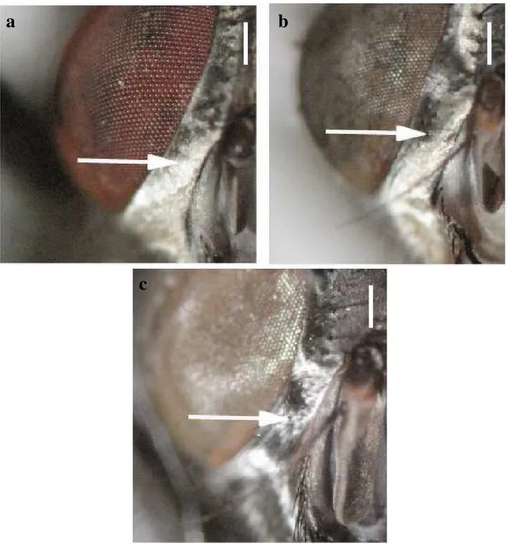 Figura  8.  Comprimento  das  cerdas  da  parafaciália.  a.  Lucilia  cuprina;  b.  Toxotarsus  chlorogaster;  c