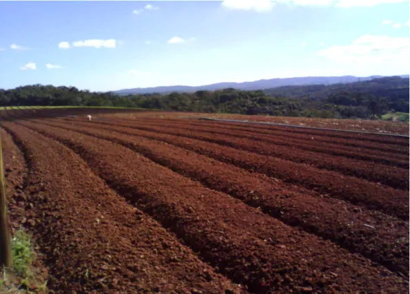 Foto  1:  Setor  da  média  bacia  com  linha  de  plantio  de  cultivo  de  hortaliças  (LORCA  NETO,  R.O., janeiro/2012)