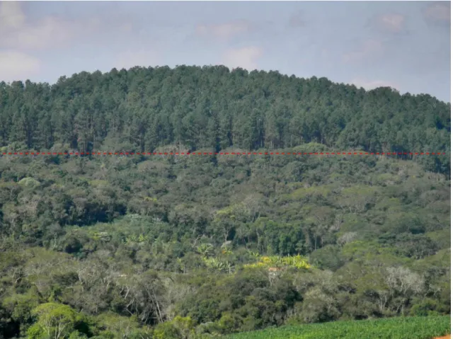 Foto  2:  Observa-se  a  prática  de  silvicultura  próxima  a  fragmentos  florestais,  em  áreas  de  morro, como delimitado com a linha tracejada em vermelho (LORCA NETO, R.O