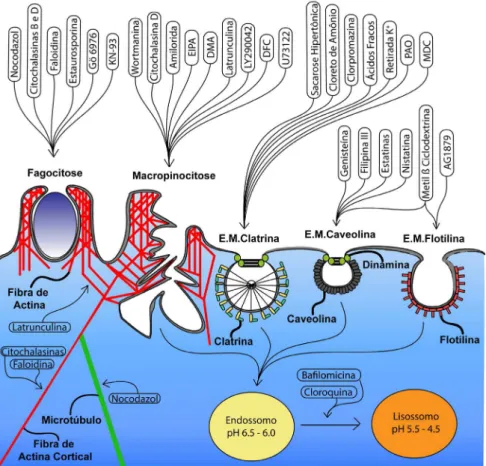 Figura 2. Local de atuação de inibidores de endocitose nas vias clássicas: Fagocitose, Macropinocitose, Endocitose mediada por Clatrina (E.M