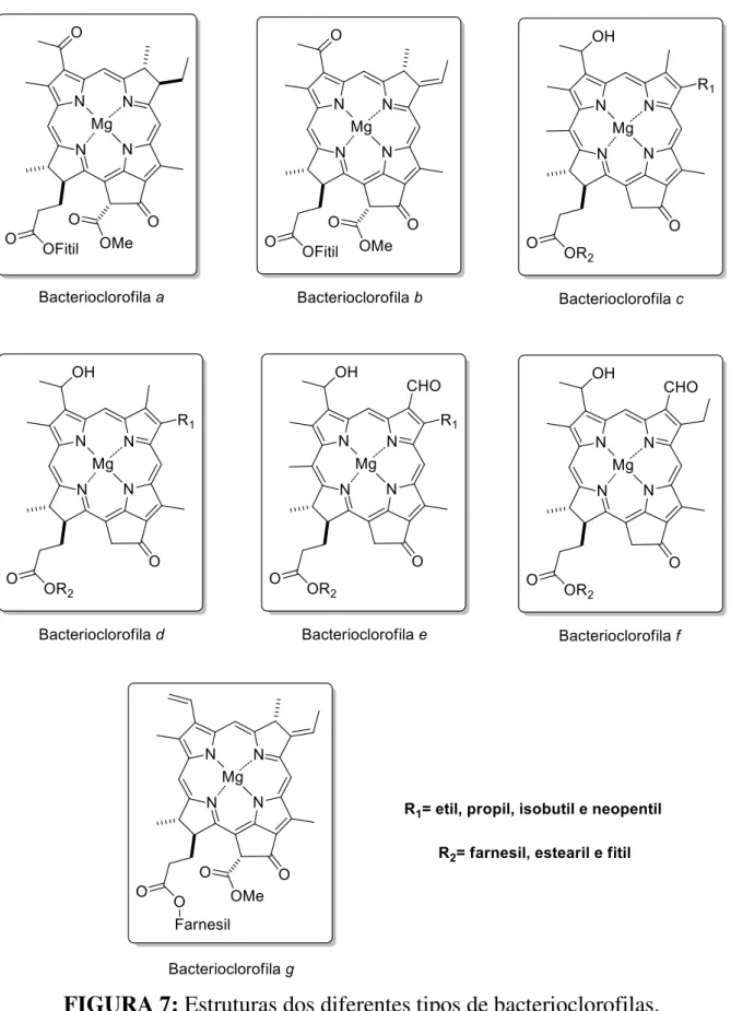 FIGURA 7: Estruturas dos diferentes tipos de bacterioclorofilas. 