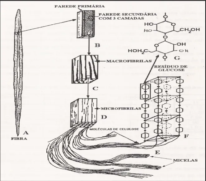 Fig. 3.8: Estrutura da parede celular das células vegetais destacando a localização e  estrutura da celulose (Caraschi, 1997)