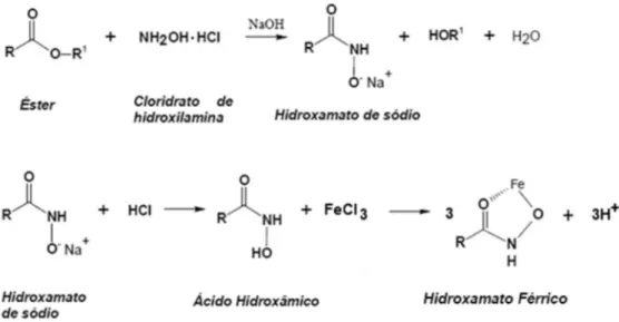 Figura 1. Reações químicas envolvidas no teste do ácido hidroxâmico (TAH) para confirmação da presença de ésteres (adaptado da Ref