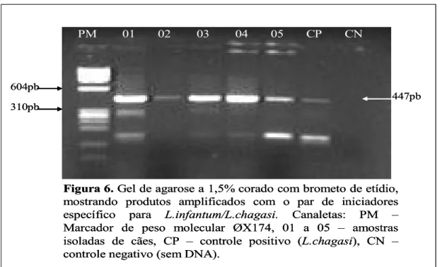 Figura 6. Gel de agarose a 1,5% corado com brometo de etídio,  mostrando  produtos  amplificados  com  o  par  de  iniciadores  específico  para  L.infantum/L.chagasi