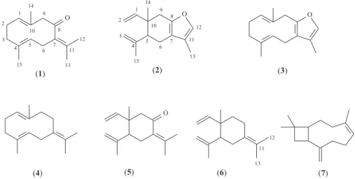 Figura 1. Estruturas das substâncias germacrona (1), curzereno (2), furanodieno (3), germacreno B (4), β-elemenona (5), γ-elemeno (6) e β-cariofileno (7)  presentes no óleo essencial das folhas de Eugenia uniflora L.