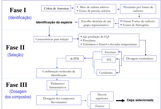 Figura  4  –  Estratégia  para  seleção  de  leveduras  produtoras  de  maiores  teores  de  compostos aromatizantes