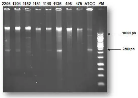 Figura 07- Integridade do DNA genômico obtido de amostras de S. aureus isoladas de pacientes internados no  Hospital Municipal de Ipatinga – Minas Gerais (HMI)