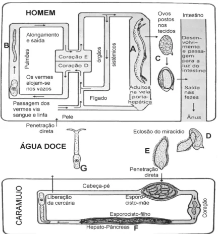 Figura 2: Ciclo de vida do S. mansoni. Dentro do seu hospedeiro vertebrado, as formas larvais  (esquistossômulo, B) dão origem a parasitos sexualmente maduros (verme adulto, A), os quais  se acasalam e produzem ovos (C) que são liberados para o meio aquáti