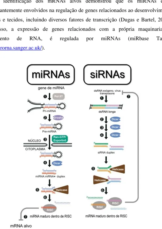 Figura  4:  Biogênese  de  miRNAs  e  siRNAs.  A  biogênese  de  miRNA  ocorre  em  dois  passos  distintos: um nuclear e outro citoplasmático, sendo finalizada quando uma das fitas do duplex  encontra RISC e seu respectivo mRNA alvo
