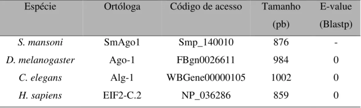 Tabela  7B:  Comparação  entre  SmAgo1  e  suas  ortólogas  relacionando  tamanho  e  similaridade