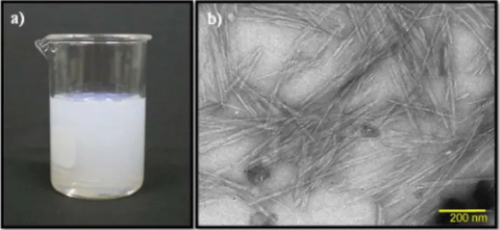 Figura 2. a) Fotografia da suspensão de nanocristais de celulose bacteriana  de concentração 1% (m/v) b) Imagem de MET da suspensão de NCCB30