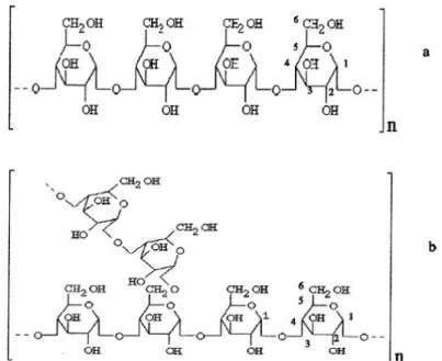 Figura 3.14 –  (a) Amilose e (b) Amilopectina 