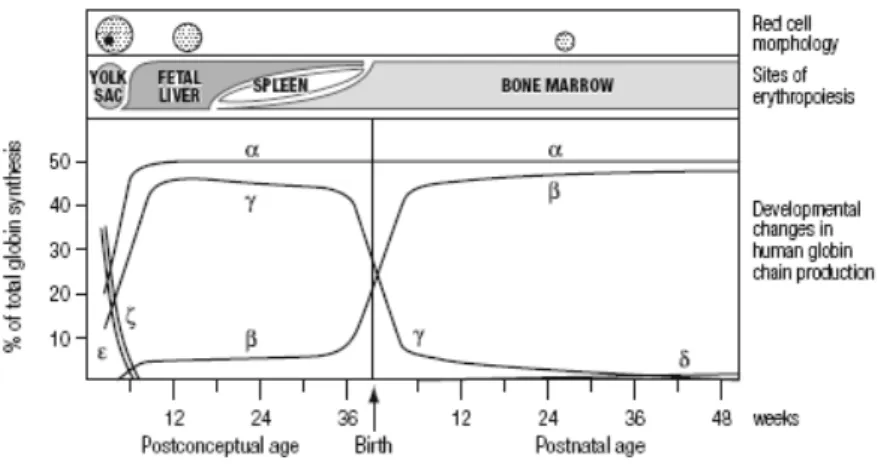 Figura 1. Representação dos diferentes tipos de Hbs predominantes durante o desenvolvimento humano,  desde o estado embrionário ao estado adulto