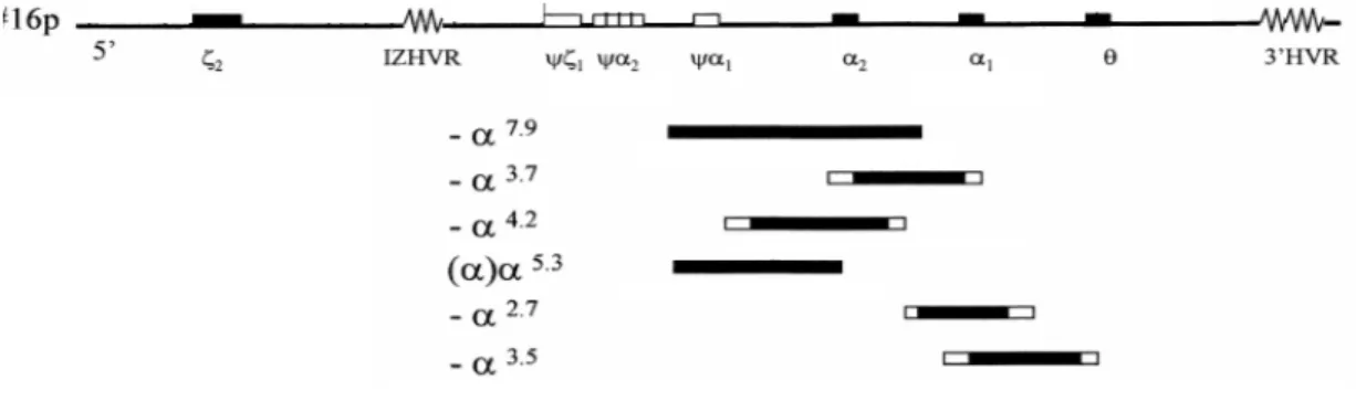 Figura 5. Representação esquemática do cluster de genes α-globínicos e das mutações α +   mais comuns