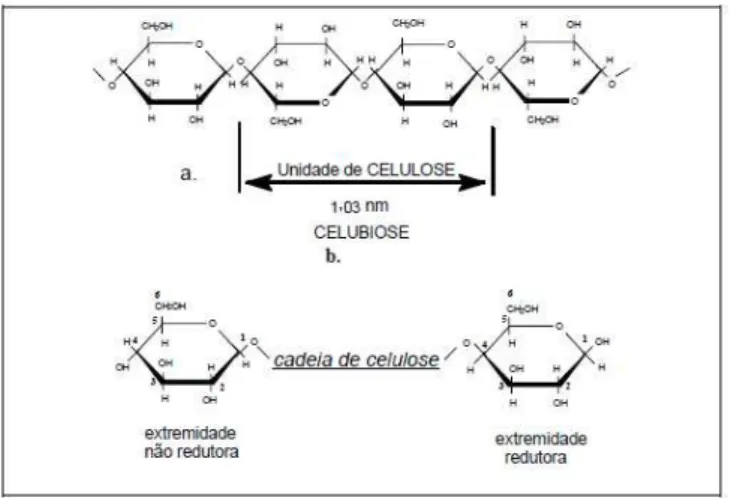 Figura 3.3: Fórmula da celulose; (A) parte central da cadeia molecular, (B) grupos terminais redutores e não  redutores (Klock et al., 2005)