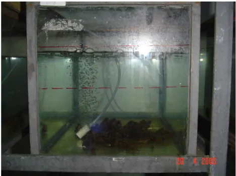 Figura  4.4  –  Aquários  do  laboratório  de  hidrobiologia  do  CETEC  onde  os  organismos foram retirados para experimento