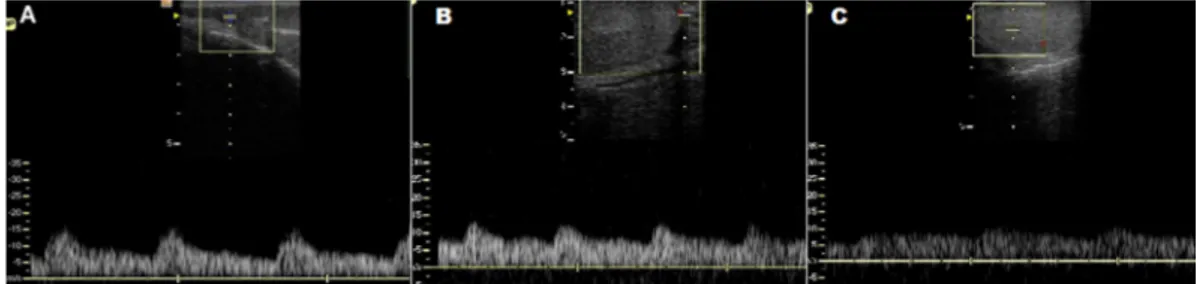 Table 3. Mean ± SD of the Doppler velocimetry parameters of the testicular arteries of small and  large dogs