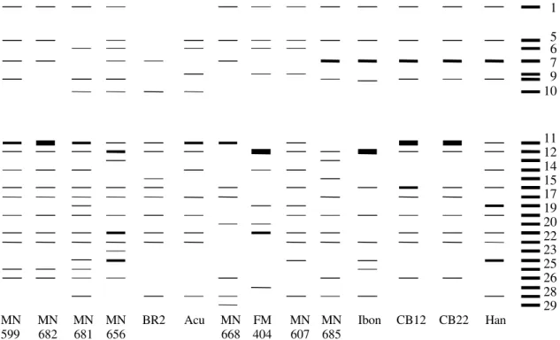 Figure 2. Compound patterns of each barley variety studied. The thickness of the line represents the most common intensity of the band for each variety