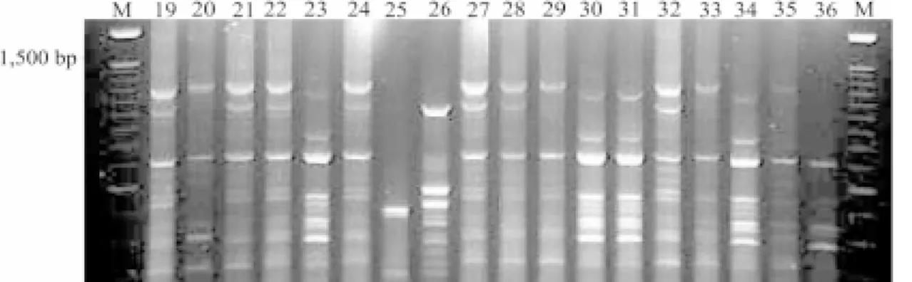 Figure 2. Analysis with Pot2 rep-PCR showing DNA fingerprint profiles of Pyricularia grisea isolates collected in four farms of cultivar Metica-1 in the State of Tocantins