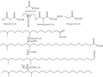 Figura 1.  Rota de biosíntese proposta para cadeias de hidrocarbonetos  ramificadas
