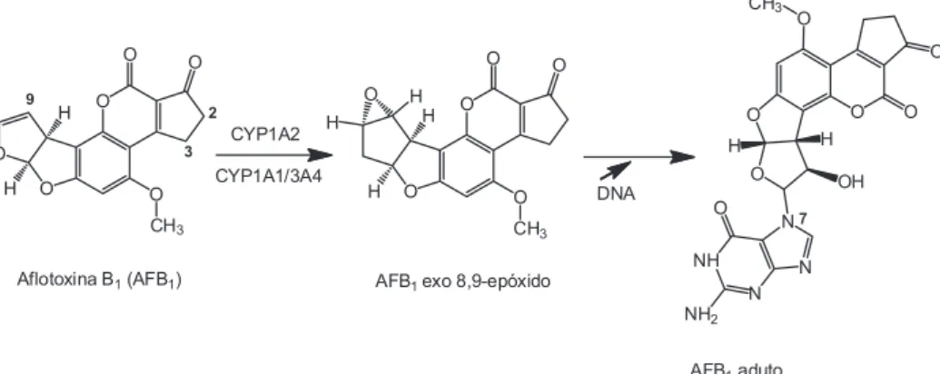 Figura 2. Representação da reação geral do metabolismo com a participação  das enzimas do CYP 450 (adaptada da ref