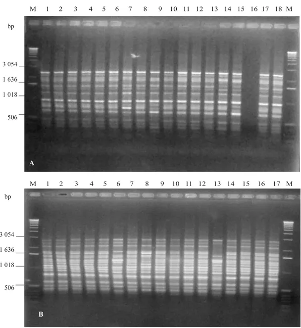 Figure 1. DNA amplifications of sixten C. volkameriana seedlings from polyembryonic seeds
