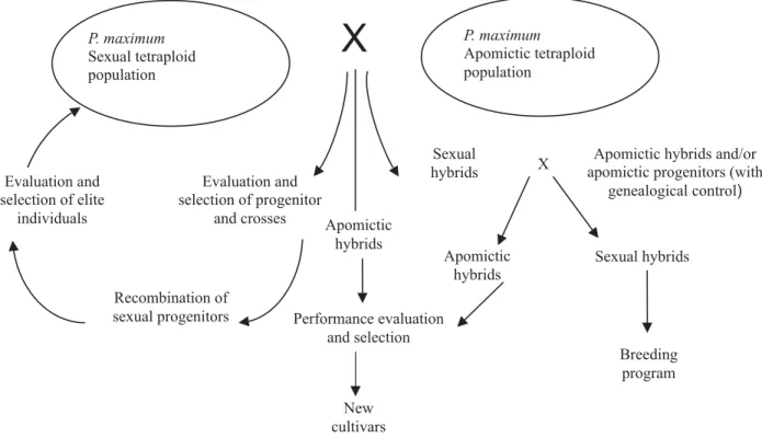 Figure 1. Selection procedures to obtain Panicum maximum cultivars through interpopulational hybridization.