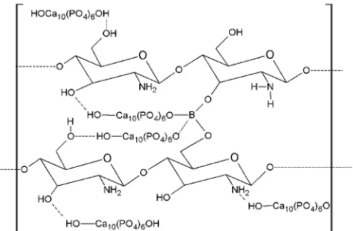 Figura 1.  Ligações de hidrogênio entre quitosana e hidroxiapatita (---)  e interações do Bórax no processo de reticulação do material ESC-Quit,  adaptado das referências 32 e 33