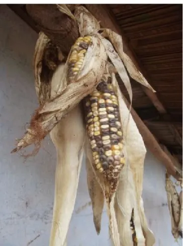 Figura 3. Milho ( Zea mays L .) variedade “Pururuca” presente na TI Laranjinha. Foto: Thiago  Valente; verão de 2012